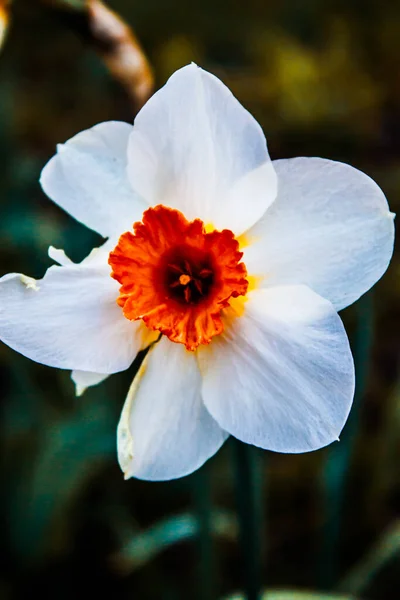 Whithe Narcissus Jardín — Foto de Stock