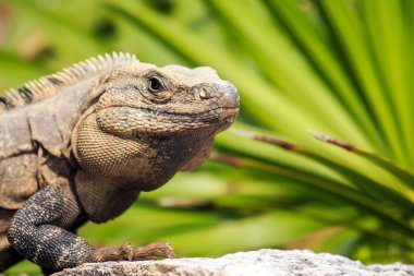Meksikalı iguana