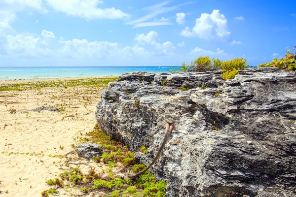 Praia de Playa del Carmen, México — Fotografia de Stock