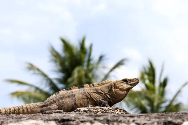 Iguana mexicana —  Fotos de Stock