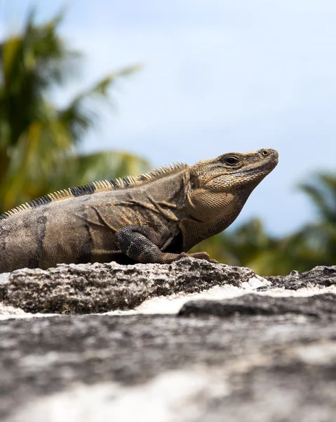 Iguana mexicana —  Fotos de Stock