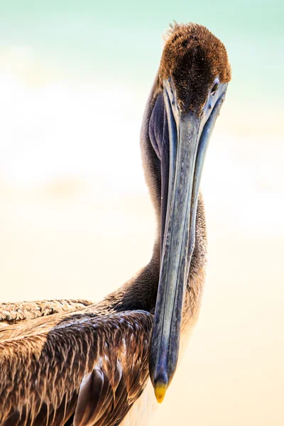 Pelikán hnědý na mexické pláži — Stock fotografie