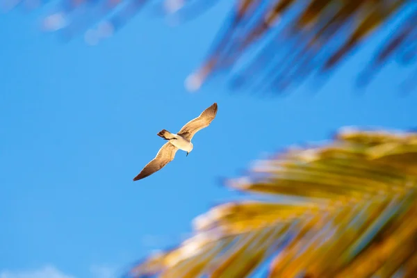 Aves voadoras — Fotografia de Stock