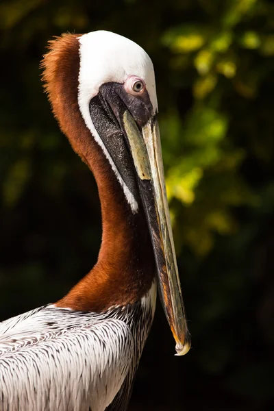 Kahverengi Pelikan Portresi — Stok fotoğraf