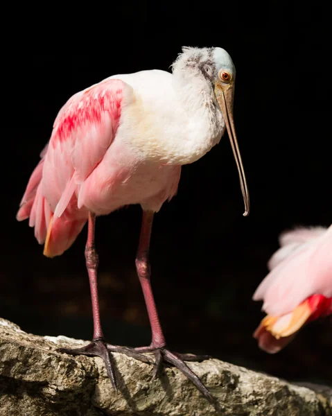 Rosentärna skedstork fågel — Stockfoto