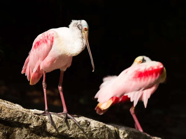 Roze lepelaar vogel — Stockfoto