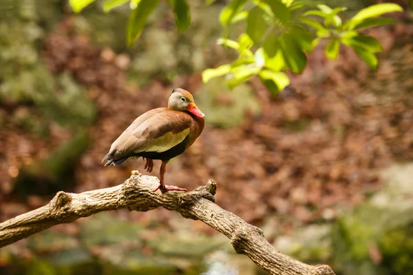 Pato de árvore assobiando de barriga preta — Fotografia de Stock