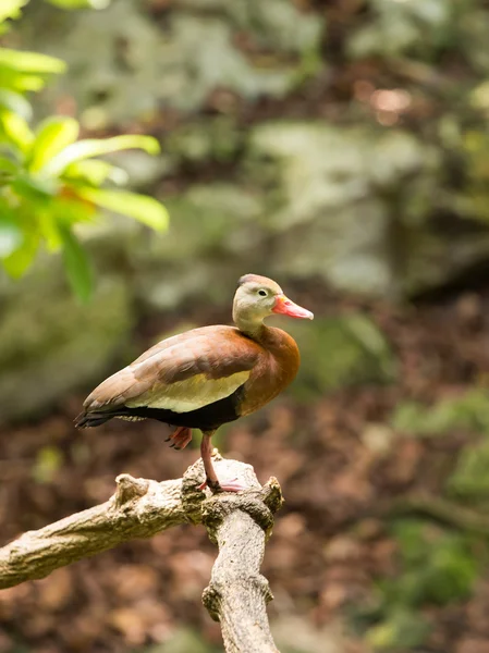 Black-bellied Whistling  Tree Duck — Stock Photo, Image