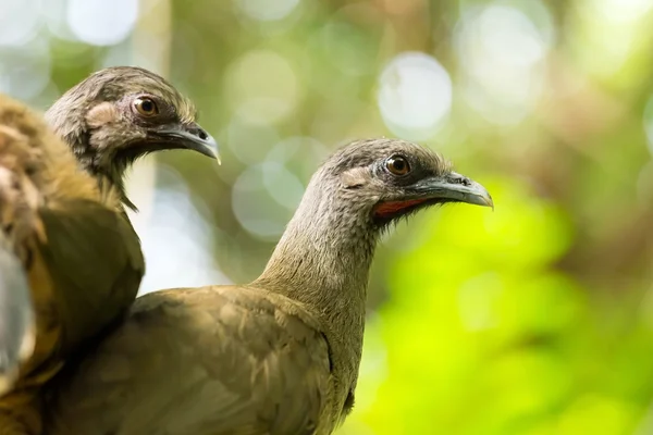 Portrait of Crested Guan birds — Stock Photo, Image