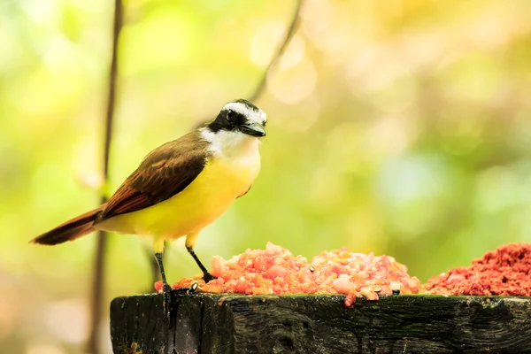 Portrait du grand oiseau Kiskadee — Photo