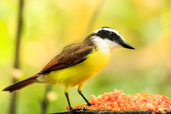 Portrait of Great Kiskadee bird — Stock Photo, Image