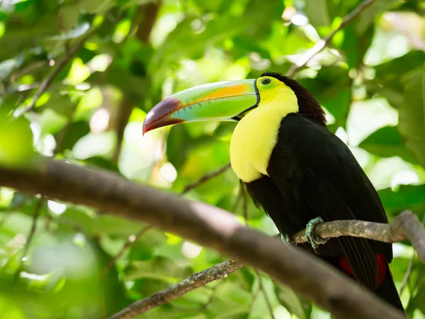 Retrato de pássaro tucano de bico quilha — Fotografia de Stock