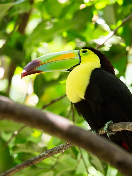 Portrait of Keel-billed Toucan bird — Stock Photo, Image