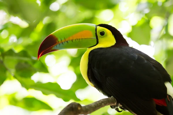 Portrait d'oiseau toucan à bec de quille — Photo