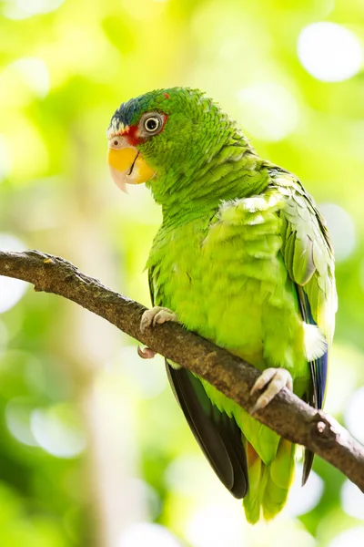 Portrait of White-fronted Parrot — Stock Photo, Image