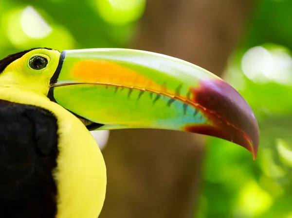 Retrato de pássaro tucano de bico quilha — Fotografia de Stock