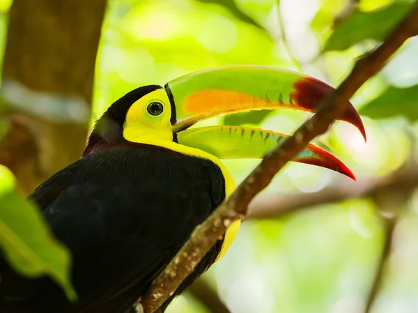 Retrato de pássaro tucano de bico quilha — Fotografia de Stock