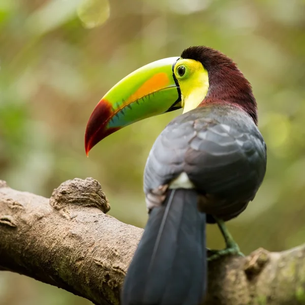 Portrait d'oiseau toucan à bec de quille — Photo