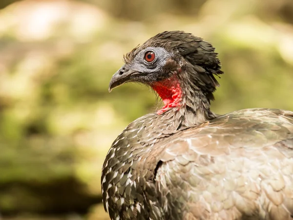 Portrait of Crested Guan bird — Stock Photo, Image