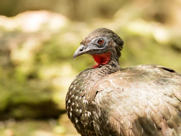Portrait of Crested Guan bird — Stock Photo, Image