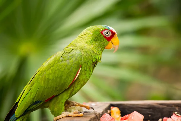 Portrait of White-fronted Parrot — Stock Photo, Image