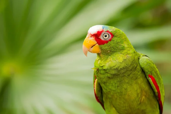 Portrait of White-fronted Parrot — Stok Foto