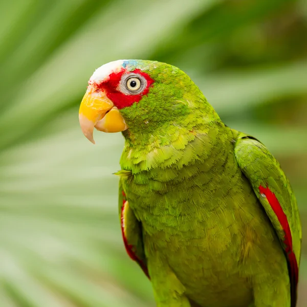 Portrait of White-fronted Parrot — Stok Foto