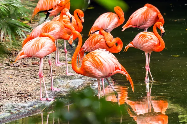 Portret van Amerikaanse Flamingo 's — Stockfoto