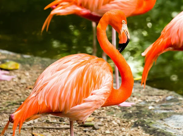 Porträtt av amerikanska flamingos — Stockfoto