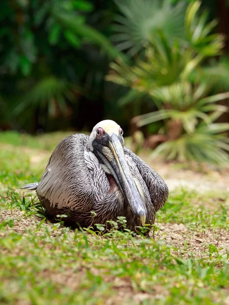 Witte pelikaan vogel — Stockfoto