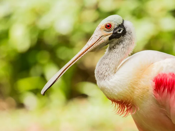 Roze lepelaar vogel — Stockfoto