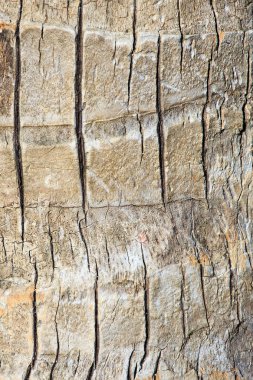 kaba ağaç gövde doku