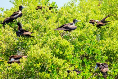 Juvenile Frigate birds clipart