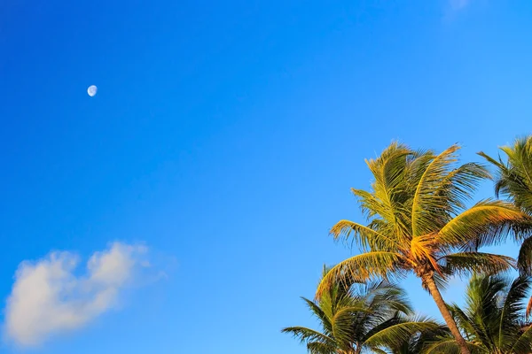 Palm tree and moon — Stock Photo, Image