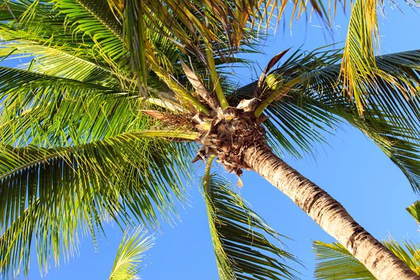 Under the palm tree — Stock Photo, Image