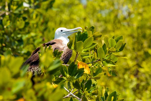 Juvenil frigate bird — Stockfoto