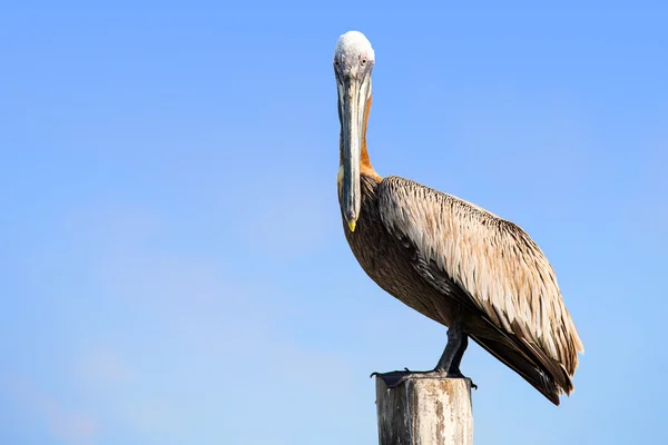 Brown Pelican on mexican Mujeres island — Stock Photo, Image