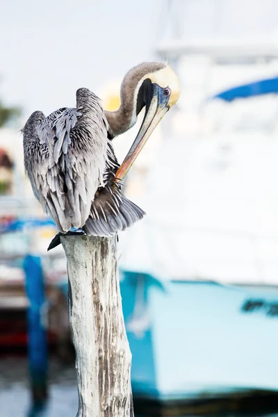 Pelicano marrom na ilha mexicana de Mujeres — Fotografia de Stock
