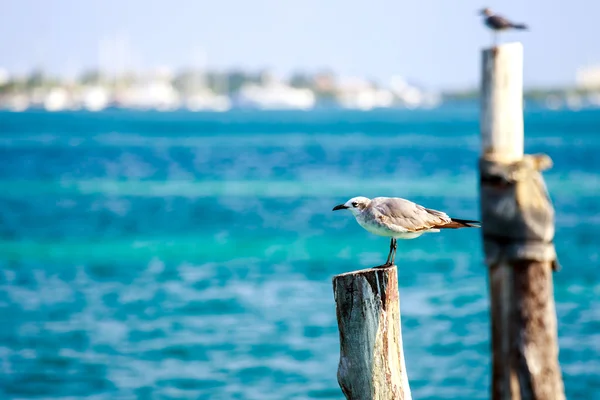 Seagulls on wooden stakes — Stock Photo, Image