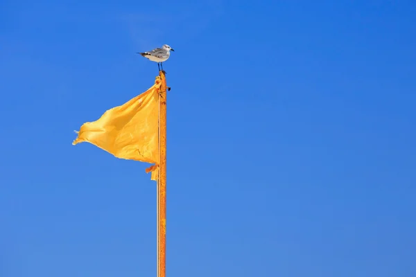 Yellow flag and seagull on blue sky background — Stock Photo, Image