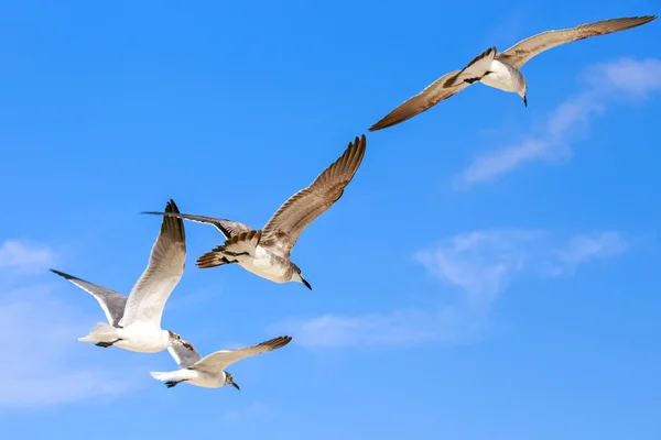 Flying seagulls — Stock Photo, Image