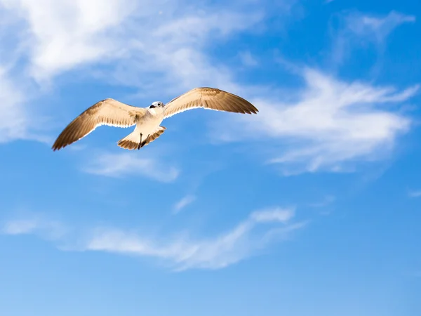 Seagull on blue sky — Stock Photo, Image