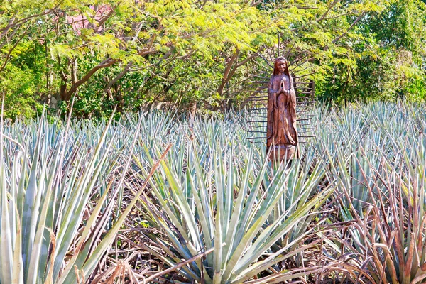 Field of blue agave — Stock Photo, Image