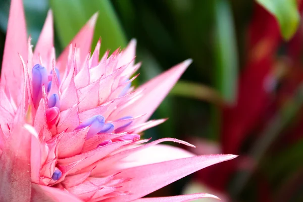 Aechmea flower closeup — Stock Photo, Image