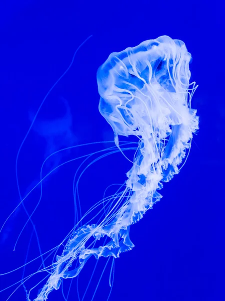 Beautiful jellyfish — Stock Photo, Image