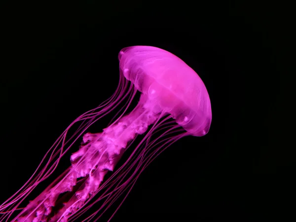 Beautiful jellyfish — Stock Photo, Image