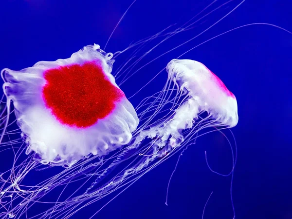 Jellyfish in deep blue sea — Stock Photo, Image