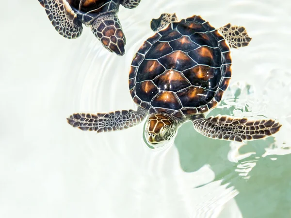 Cute endangered baby turtles — Stock Photo, Image