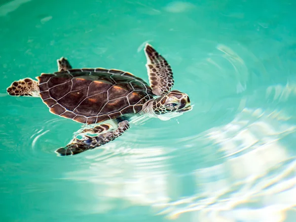 Tartaruga bebé em perigo bonito — Fotografia de Stock