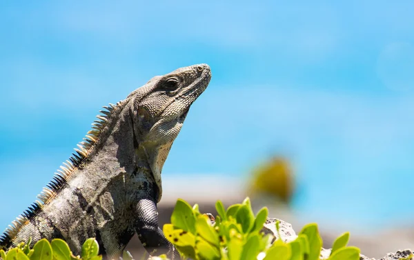 Iguana mexicana —  Fotos de Stock